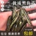 优质杂交黑鱼苗乌鱼苗生鱼苗乌鳢鱼苗苗黑鱼鱼苗淡水易养殖