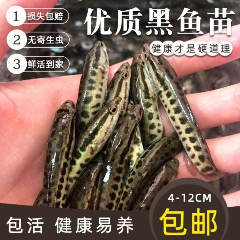优质杂交黑鱼苗乌鱼苗生鱼苗乌鳢鱼苗苗黑鱼鱼苗淡水易养殖