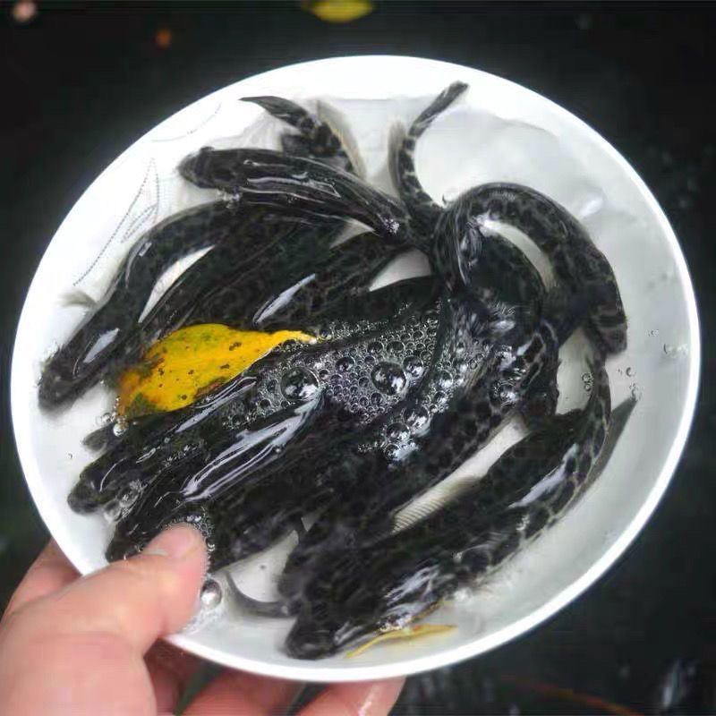 优质杂交黑鱼苗乌鱼苗生鱼苗乌鳢鱼苗苗黑鱼鱼苗淡水易养殖
