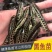 优质杂交黑鱼苗乌鱼苗生鱼苗乌鳢鱼苗苗黑鱼鱼苗淡水易养殖