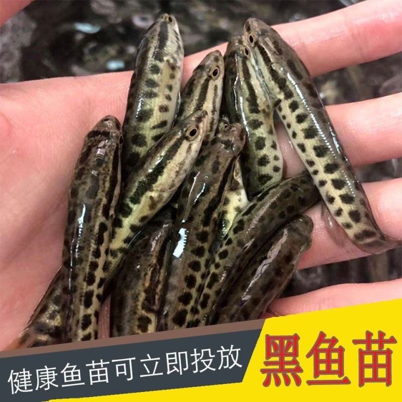 优质杂交黑鱼苗乌鱼苗生鱼苗乌鳢鱼苗苗黑鱼鱼苗淡水易养殖