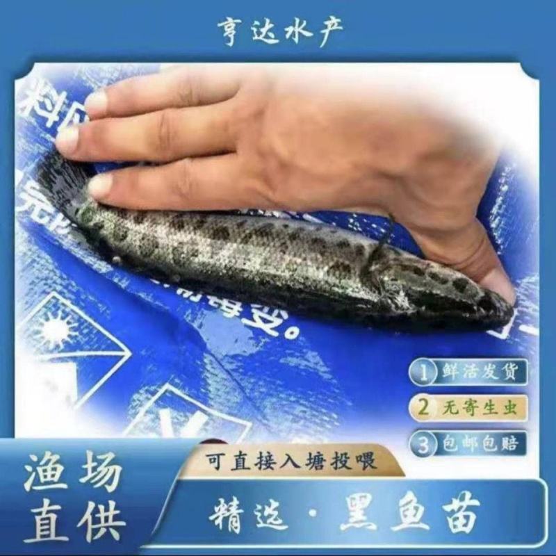 优质杂交黑鱼苗乌鱼苗生鱼苗乌鳢鱼苗苗黑鱼鱼苗淡水易养殖