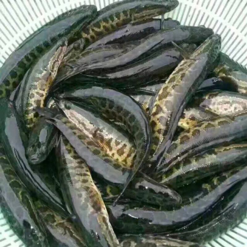 优质杂交黑鱼苗乌鱼苗生鱼苗乌鳢鱼苗苗黑鱼鱼苗淡水易养殖