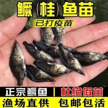 鳜鱼苗桂花鱼翘嘴苗淡水养殖活体食用肉食性桂路亚鱼苗鲈鱼苗