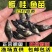 鳜鱼苗桂花鱼翘嘴苗淡水养殖活体食用肉食性桂路亚鱼苗鲈鱼苗