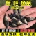鳜鱼苗桂花鱼翘嘴苗淡水养殖活体食用肉食性桂路亚鱼苗鲈鱼苗