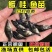 鳜鱼苗桂花鱼翘嘴苗淡水养殖活体食用肉食性桂路亚鱼苗鲈鱼苗