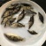 鳜鱼苗桂花鱼翘嘴苗淡水养殖活体食用肉食性桂路亚鱼苗鲈鱼苗