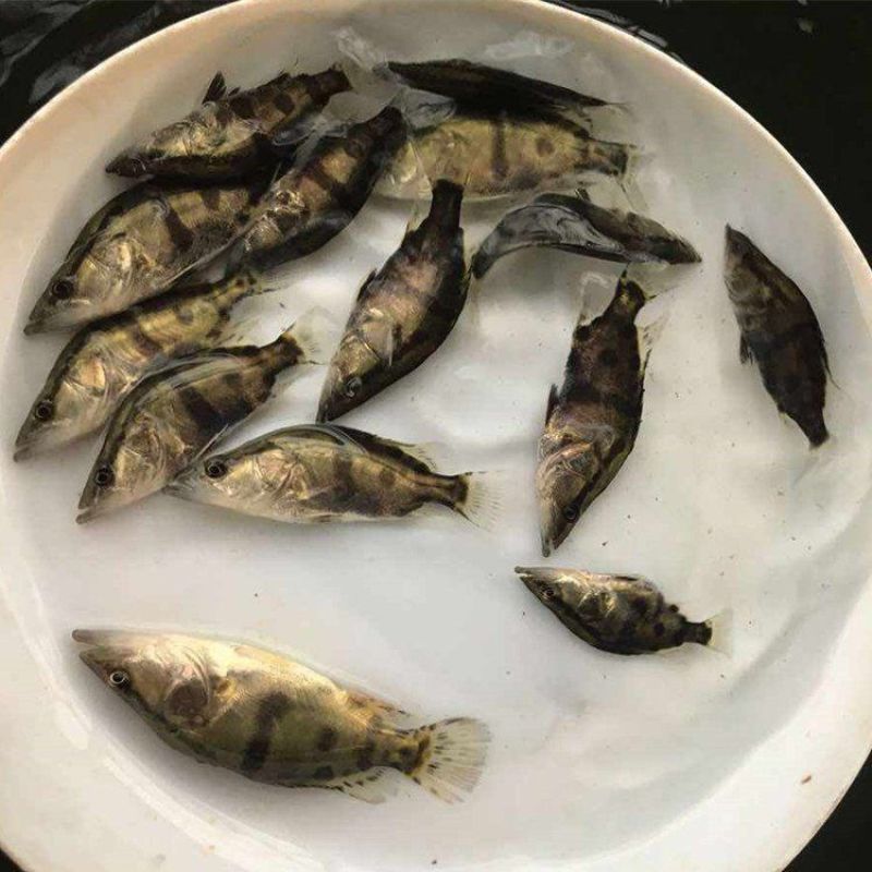 鳜鱼苗桂花鱼翘嘴苗淡水养殖活体食用肉食性桂路亚鱼苗鲈鱼苗