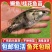 鳜鱼苗桂花鱼翘嘴苗淡水养殖活体食用肉食性桂路亚鱼苗鲈鱼苗