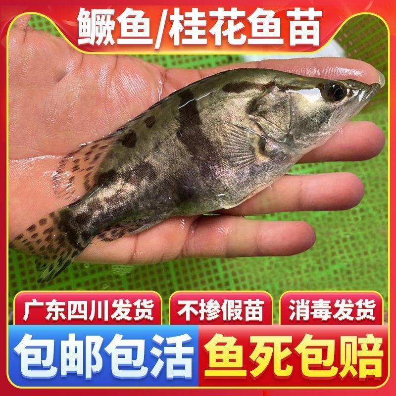 鳜鱼苗桂花鱼翘嘴苗淡水养殖活体食用肉食性桂路亚鱼苗鲈鱼苗