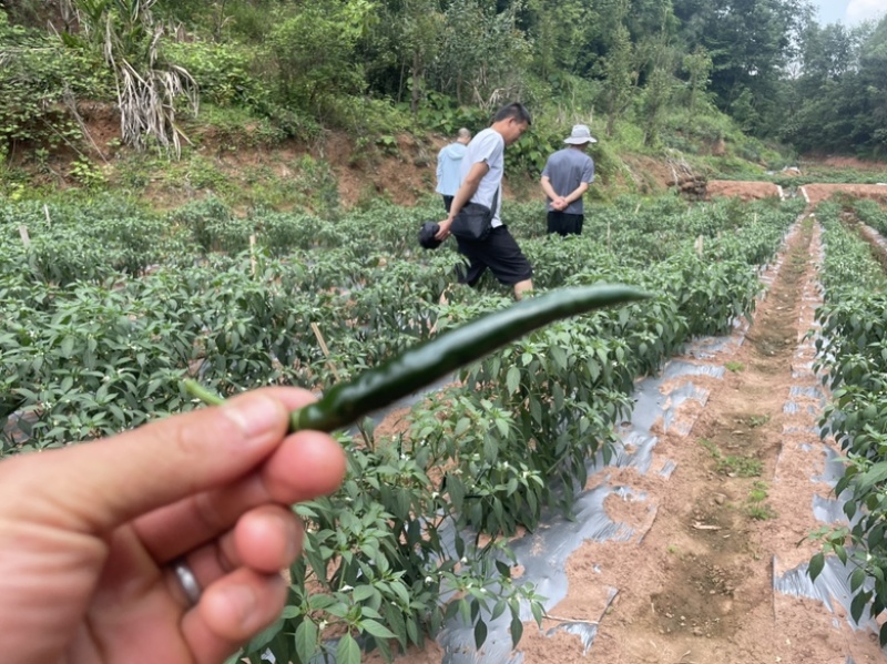 去把青小米辣，工厂货！欢迎大量来单，基地货一手货源