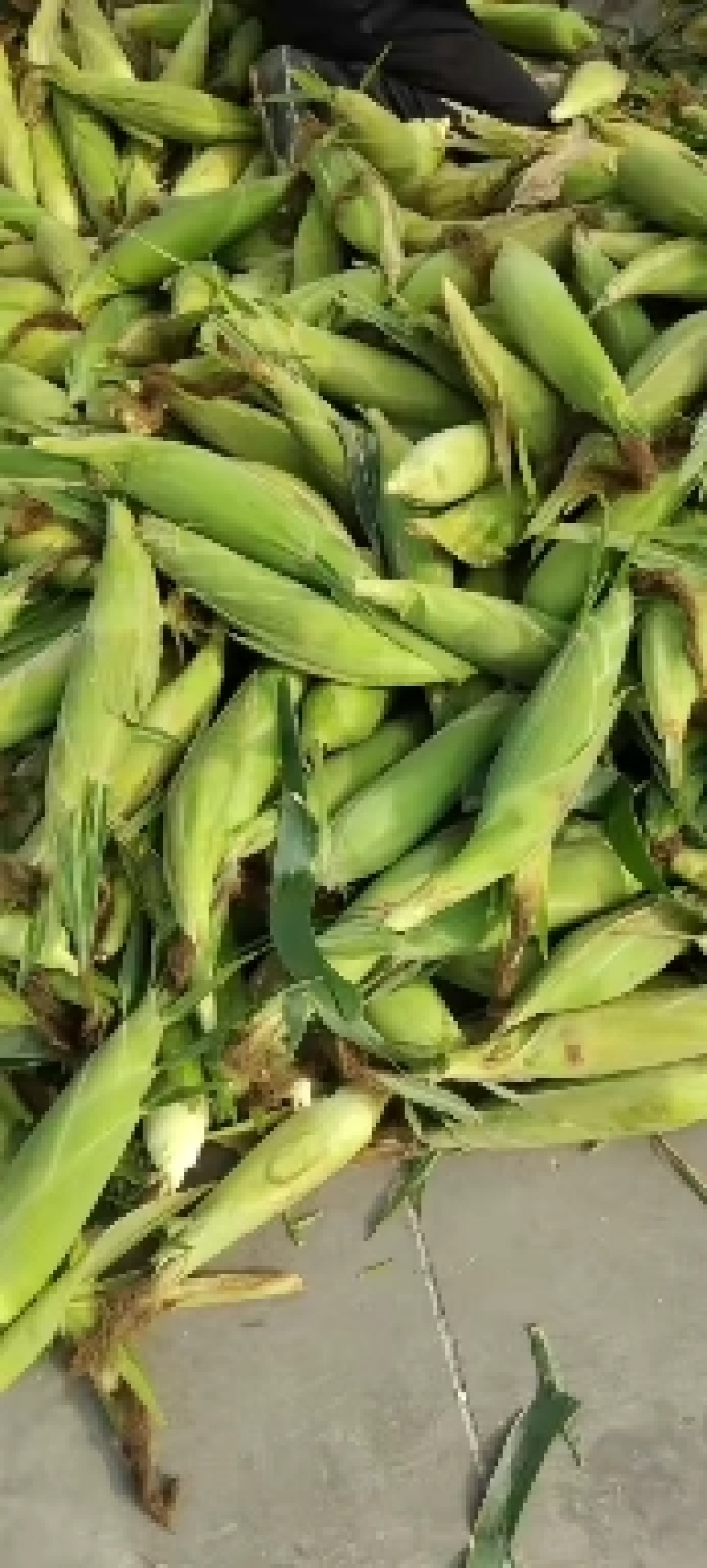 精品太阳花，大量供货8两起步，产地直发质量保证