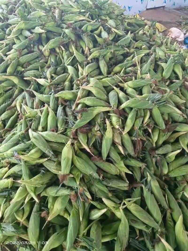 精品太阳花，大量供货8两起步，产地直发质量保证