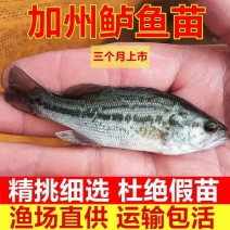 加州鲈鱼苗淡水养殖食用鲈鱼苗大口黑鲈路亚黑鱼鲫鱼凶猛观赏