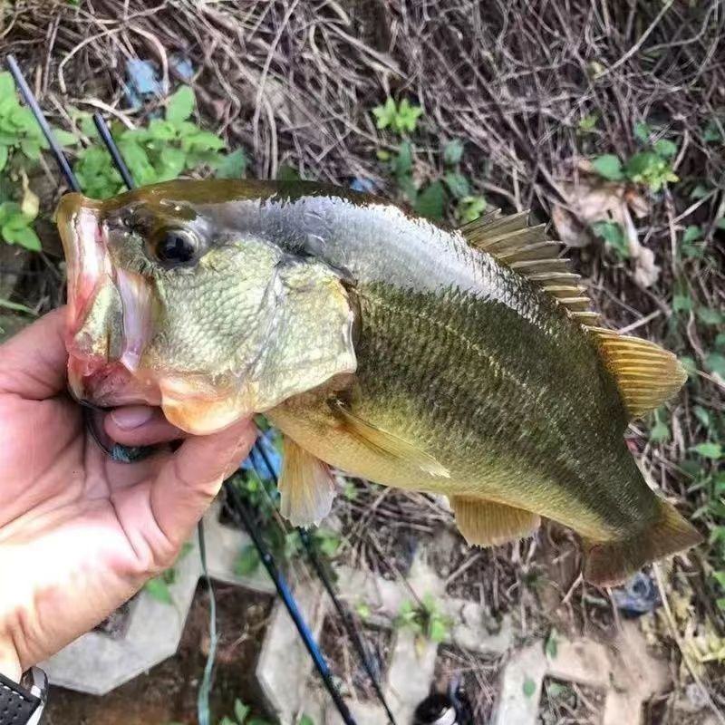 加州鲈鱼苗淡水养殖食用鲈鱼苗大口黑鲈路亚黑鱼鲫鱼凶猛观赏