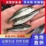 加州鲈鱼苗淡水养殖食用鲈鱼苗大口黑鲈路亚黑鱼鲫鱼凶猛观赏