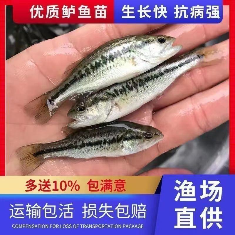 加州鲈鱼苗淡水养殖食用鲈鱼苗大口黑鲈路亚黑鱼鲫鱼凶猛观赏