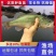加州鲈鱼苗淡水养殖食用鲈鱼苗大口黑鲈路亚黑鱼鲫鱼凶猛观赏