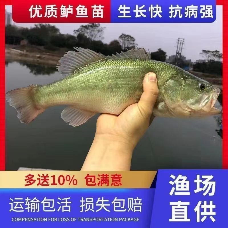 加州鲈鱼苗淡水养殖食用鲈鱼苗大口黑鲈路亚黑鱼鲫鱼凶猛观赏