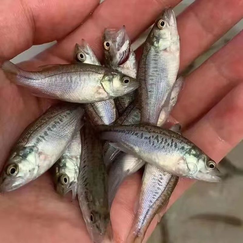加州鲈鱼苗淡水养殖食用鲈鱼苗大口黑鲈路亚黑鱼鲫鱼凶猛观赏