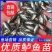 加州鲈鱼苗淡水养殖食用鲈鱼苗大口黑鲈路亚黑鱼鲫鱼凶猛观赏