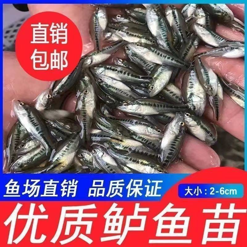 加州鲈鱼苗淡水养殖食用鲈鱼苗大口黑鲈路亚黑鱼鲫鱼凶猛观赏