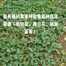 春眠甘蓝苗，种植基地直售，量大价优。