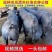 新美系黑杜公猪杜洛克种公猪黑杜种猪黑金刚猪黑公猪原种母猪