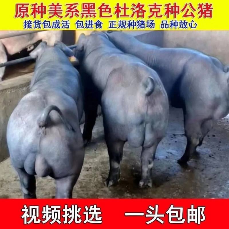 新美系黑杜公猪杜洛克种公猪黑杜种猪黑金刚猪黑公猪原种母猪