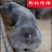 新美系黑杜公猪杜洛克种公猪黑杜种猪黑金刚猪黑公猪原种母猪