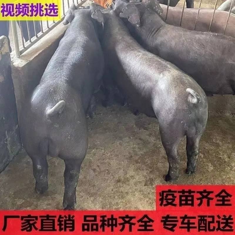 新美系黑杜公猪杜洛克种公猪黑杜种猪黑金刚猪黑公猪原种母猪