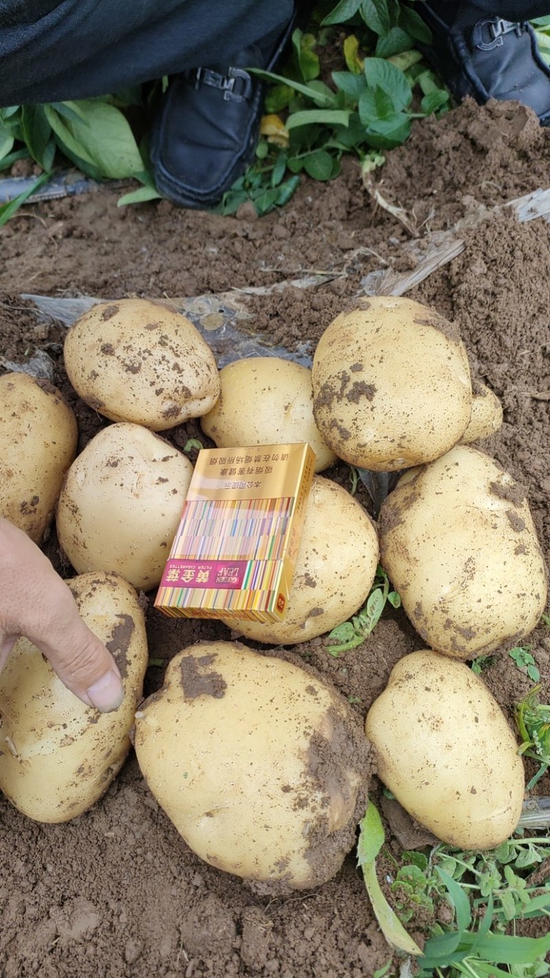 精品土豆，精品沃土，质量保证，欢迎联系