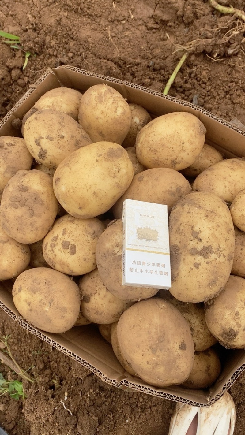 精品土豆，精品沃土，质量保证，欢迎联系