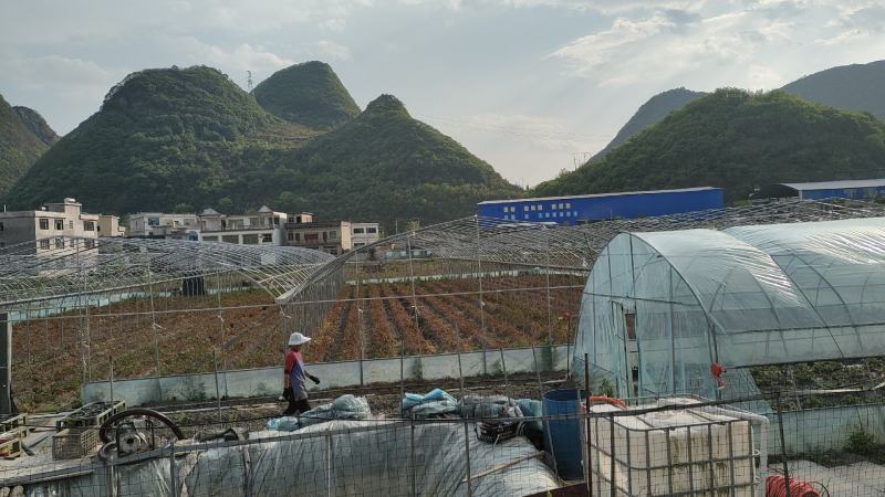 大果型朝天椒（艳红类型），预计8月初上市，干鲜两用