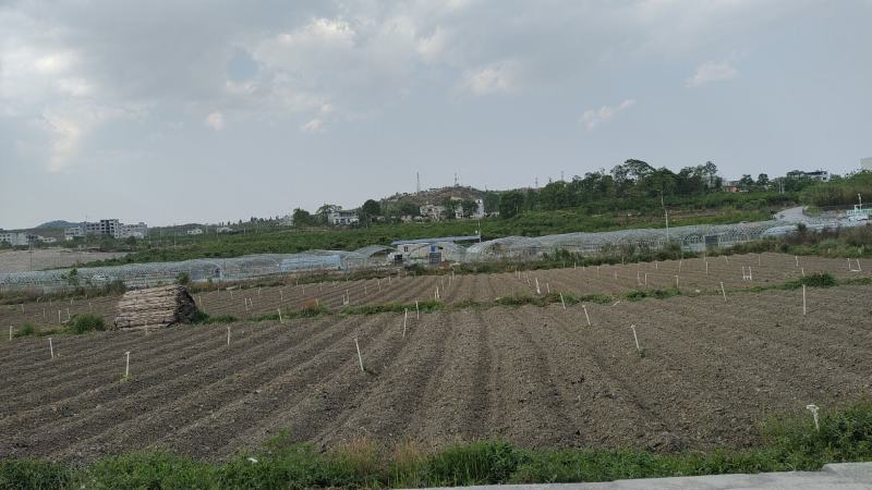 大果型朝天椒（艳红类型），预计8月初上市，干鲜两用