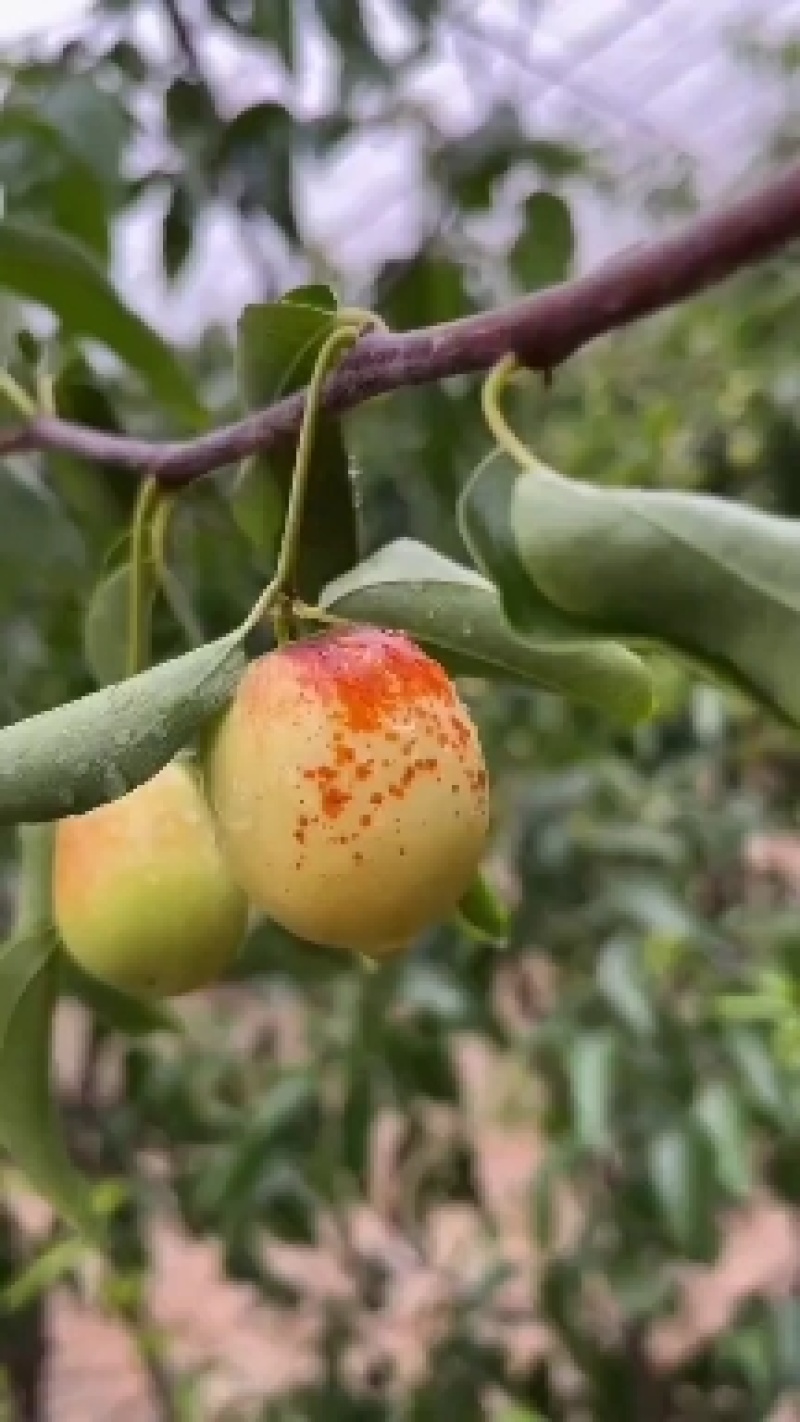 大荔冬枣