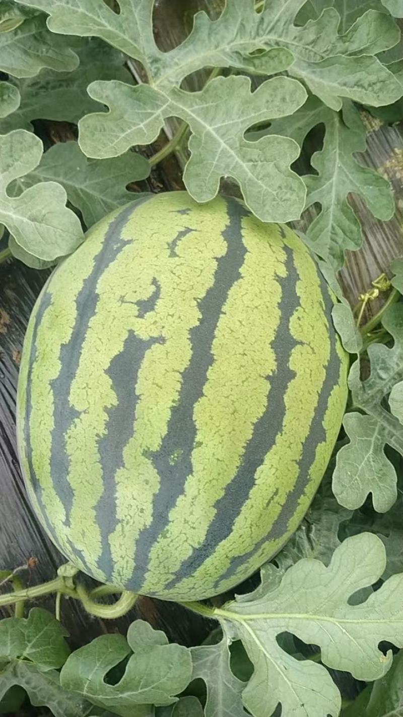 精品西瓜一手货源量大优惠