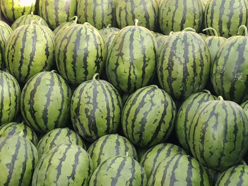 西瓜正品保障全国供应