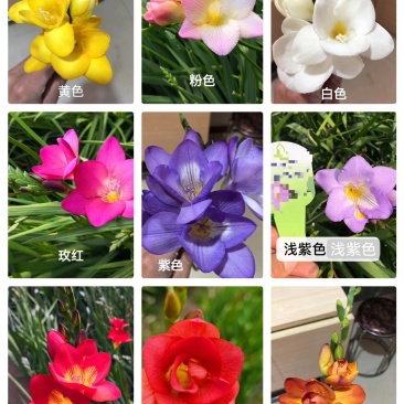 香雪兰小苍兰种球大球/小籽球基地自产对版盆栽切花生产