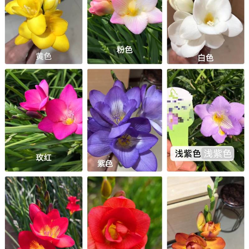 香雪兰小苍兰种球大球/小籽球基地自产对版盆栽切花生产