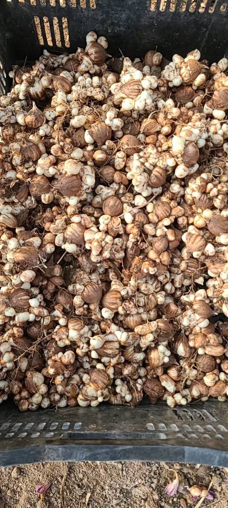 香雪兰小苍兰种球大球/小籽球基地自产对版盆栽切花生产
