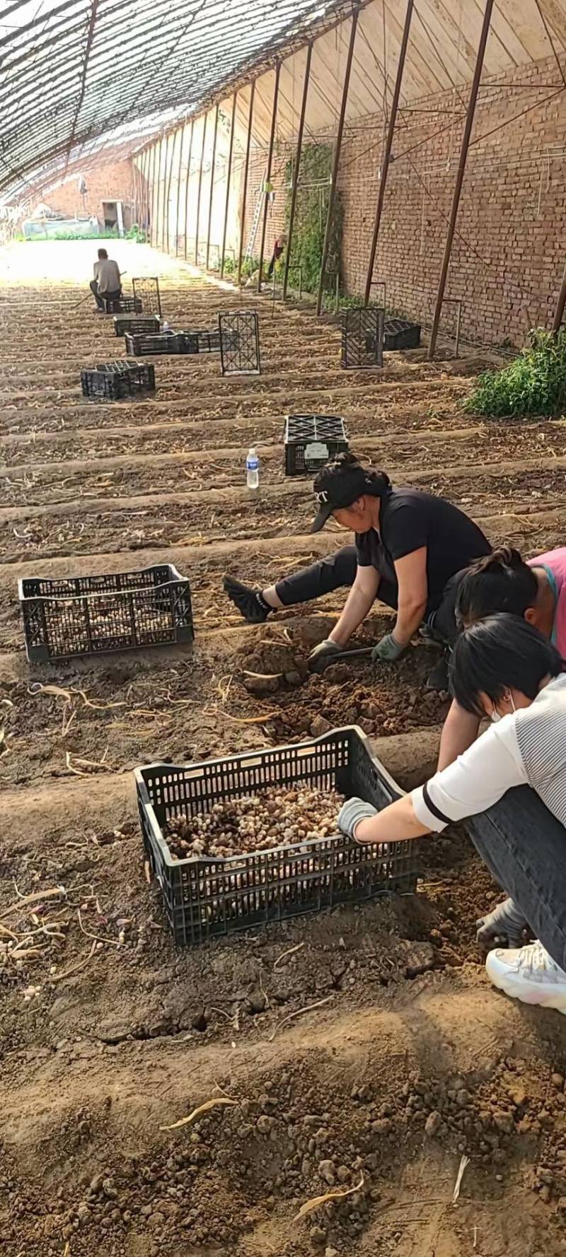 香雪兰小苍兰种球大球/小籽球基地自产对版盆栽切花生产