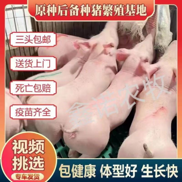 新美系长白母猪英系大白母猪比系长白货到付款