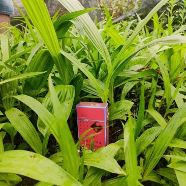 紫花三叉白芨大量有货，欢迎新老客户前来合作，可以视频看货