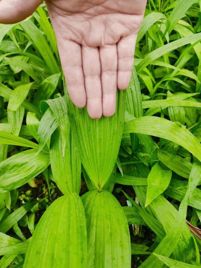 紫花三叉白芨大量有货，欢迎新老客户前来合作，可以视频看货