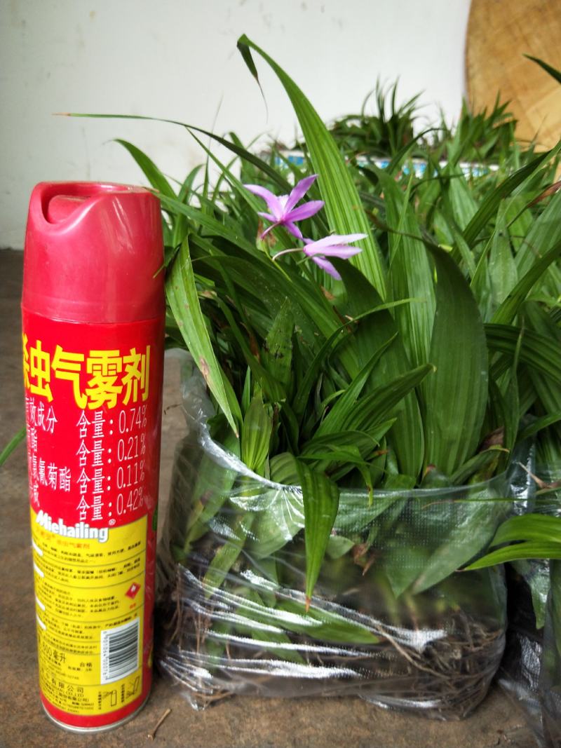 紫花三叉白芨大量有货，欢迎新老客户前来合作，可以视频看货