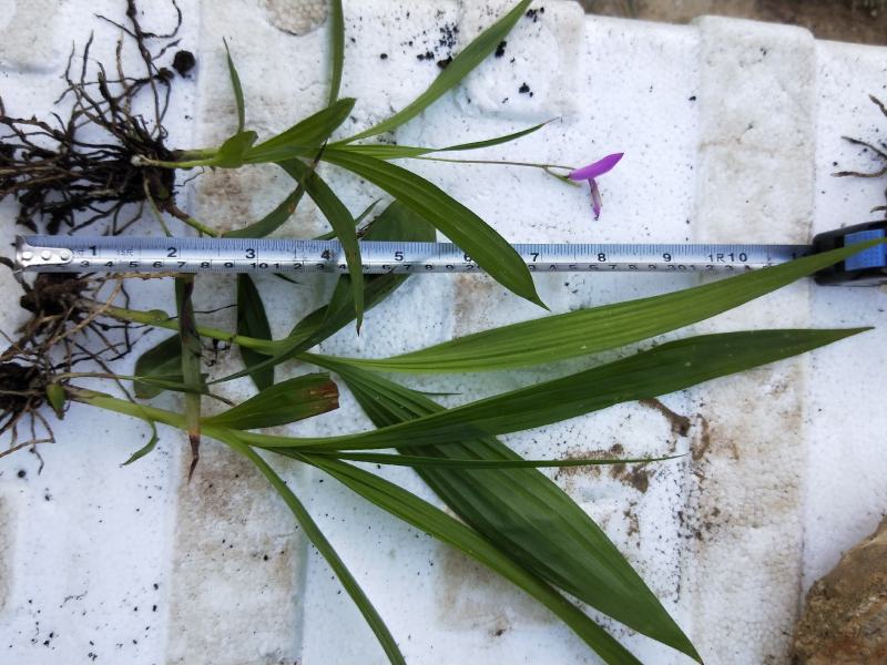 紫花三叉白芨大量有货，欢迎新老客户前来合作，可以视频看货