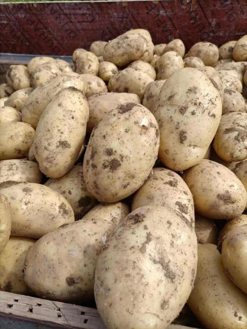 沃土5号土豆，产地直供一手货源，诚信经营量大优惠