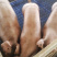 新美系黑杜公猪母猪黑金刚黑猪，原种母猪